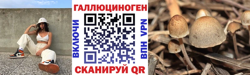 где найти наркотики  Баймак  Псилоцибиновые грибы GOLDEN TEACHER 